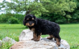 Bernedoodle dogs for sale: Cinnamon - Image 8