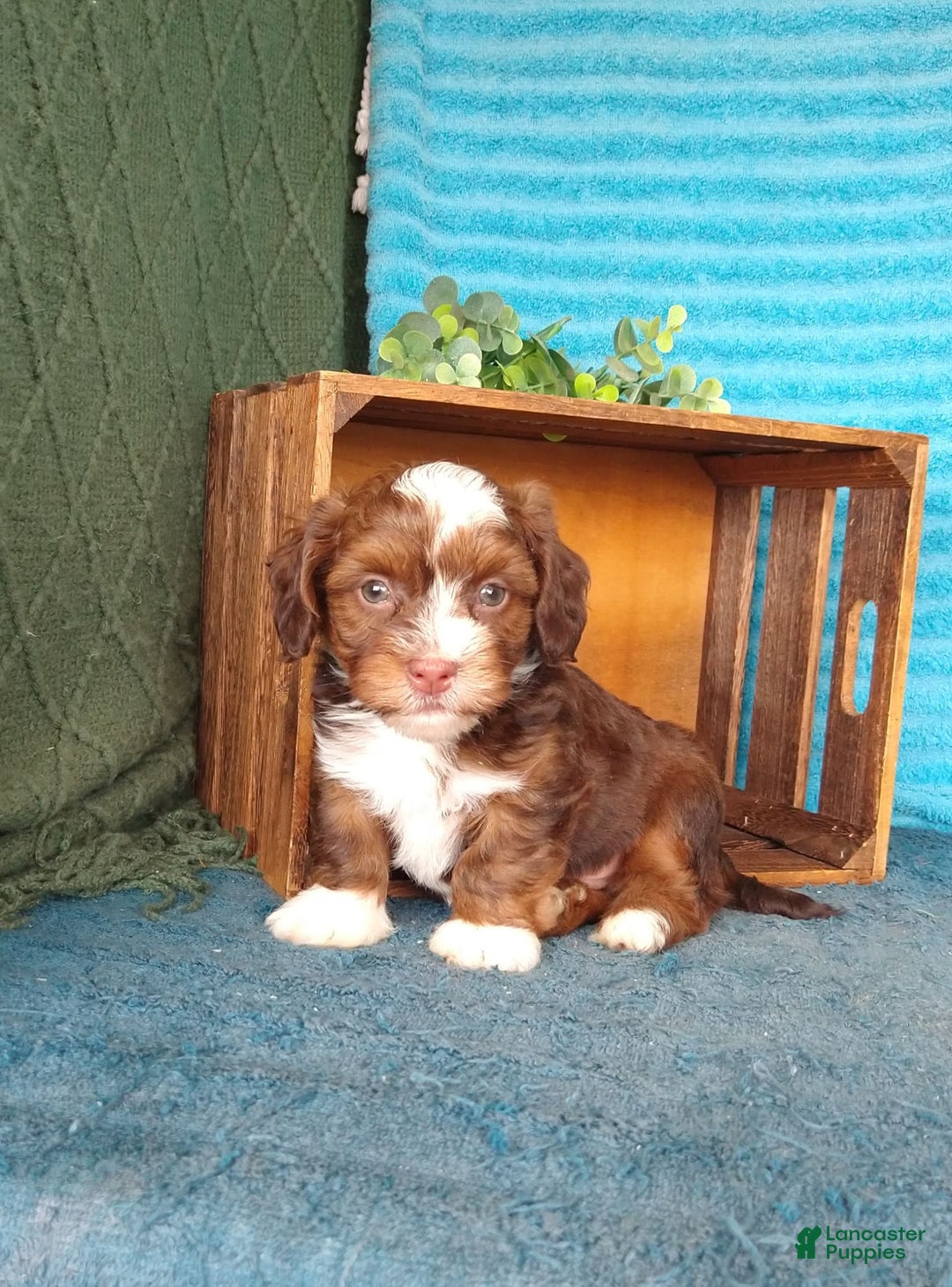Havanese dogs for sale: Stormy - Image 8