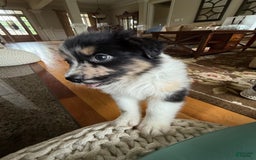 Australian Shepherd dogs for sale: Pineapple - Image 5