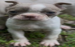 Frenchton dogs for sale: Harlo - Image 2