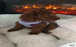 Miniature Poodle dogs for sale: Bella - Image 2