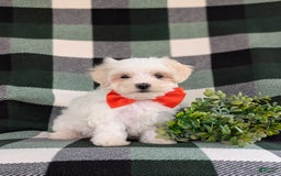 Maltese dogs for sale: Griffith - Image 8