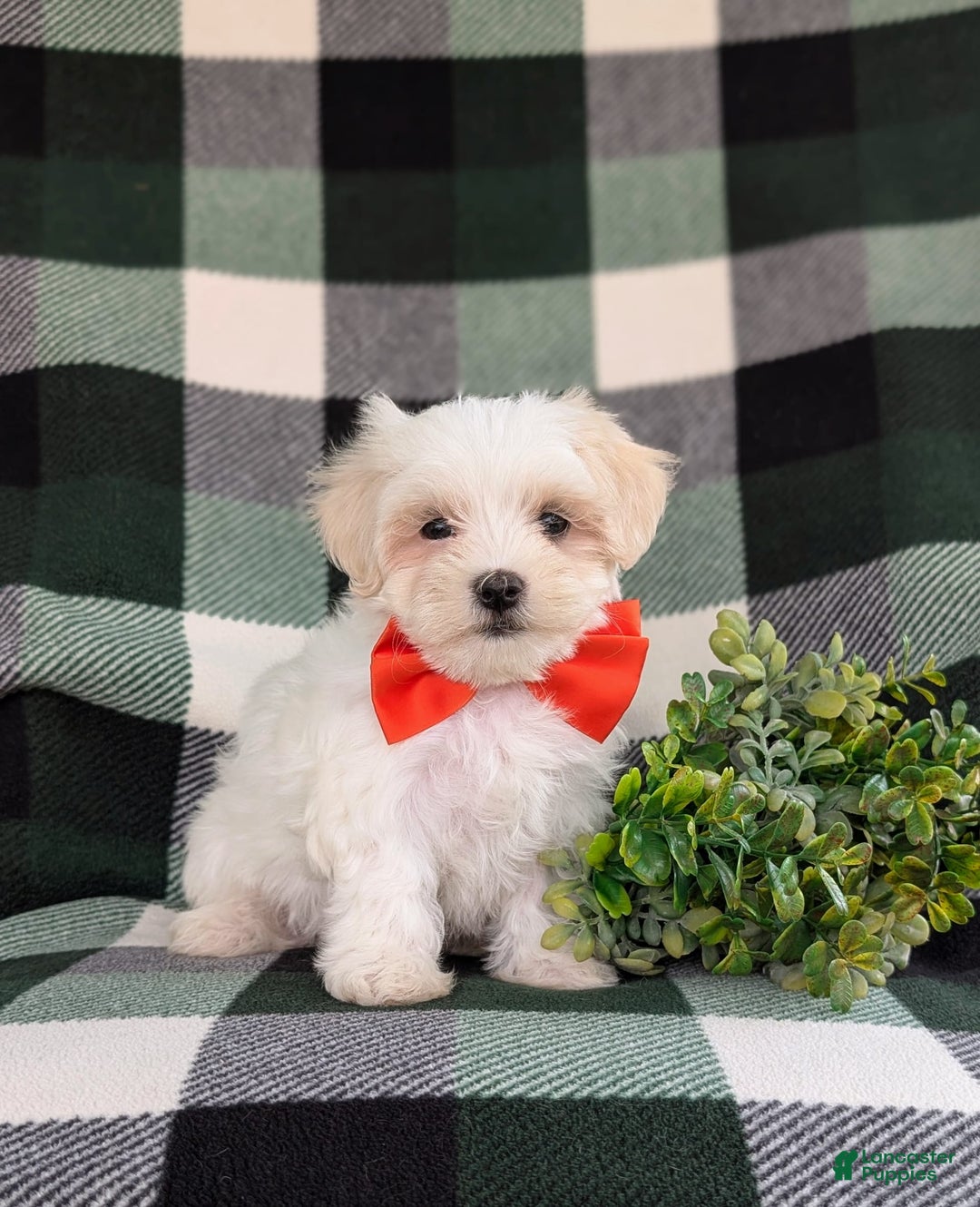 Maltese dogs for sale: Griffith - Image 8