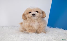 Maltipoo dogs for sale: Luciana - Image 7