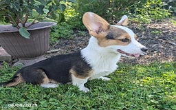 Welsh Corgi Pembroke dogs for sale: Cooper - Image 5