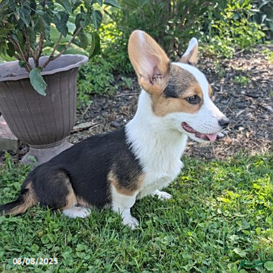 Welsh Corgi Pembroke dogs for sale: Cooper - Image 5