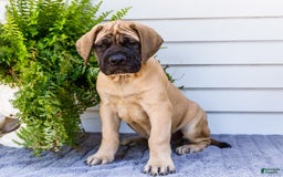 English Mastiff dogs for sale: Horace - Image 5