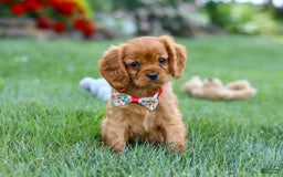 Cavalier King Charles Spaniel dogs for sale: Sadie - Image 14