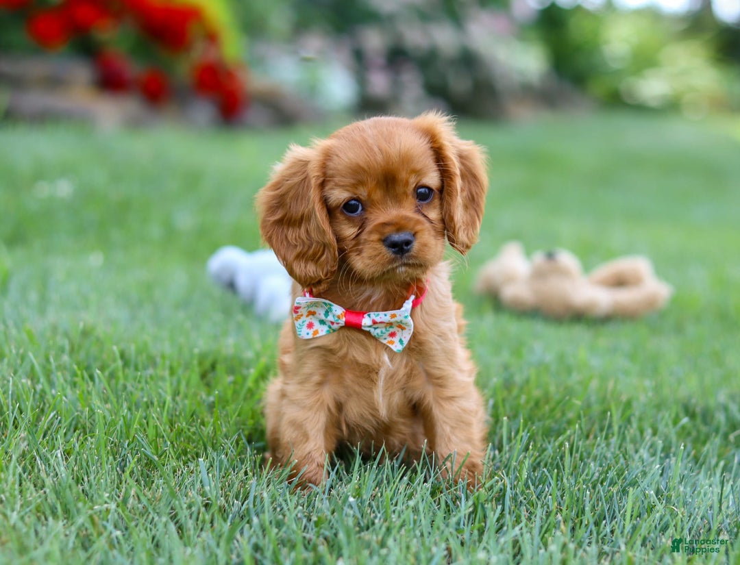 Cavalier King Charles Spaniel dogs for sale: Sadie - Image 14