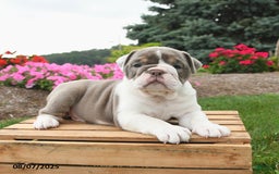 English Bulldog dogs for sale: Sydney - Image 3