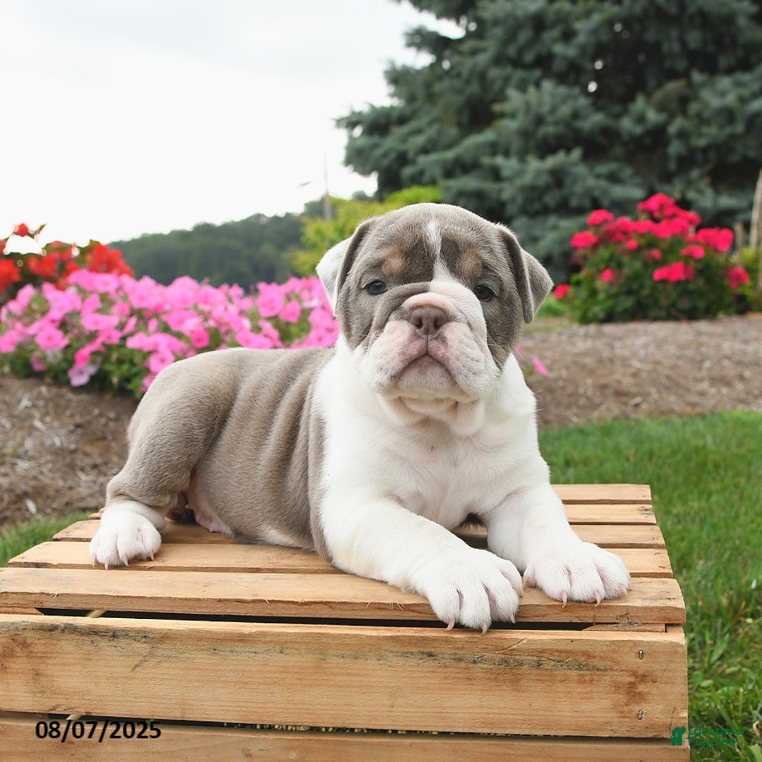 English Bulldog dogs for sale: Sydney - Image 3