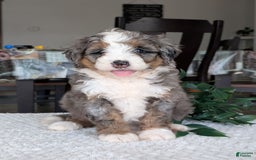Mini Bernedoodle dogs for sale: Allie - Image 14