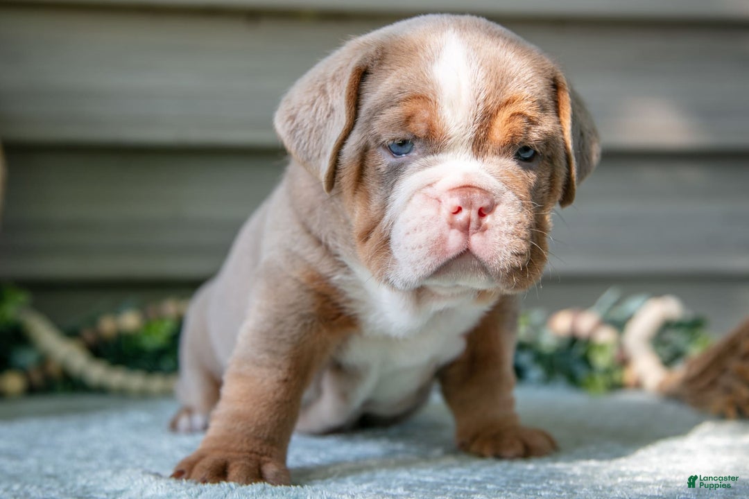 Beabull dogs for sale: Sweetie - Image 5