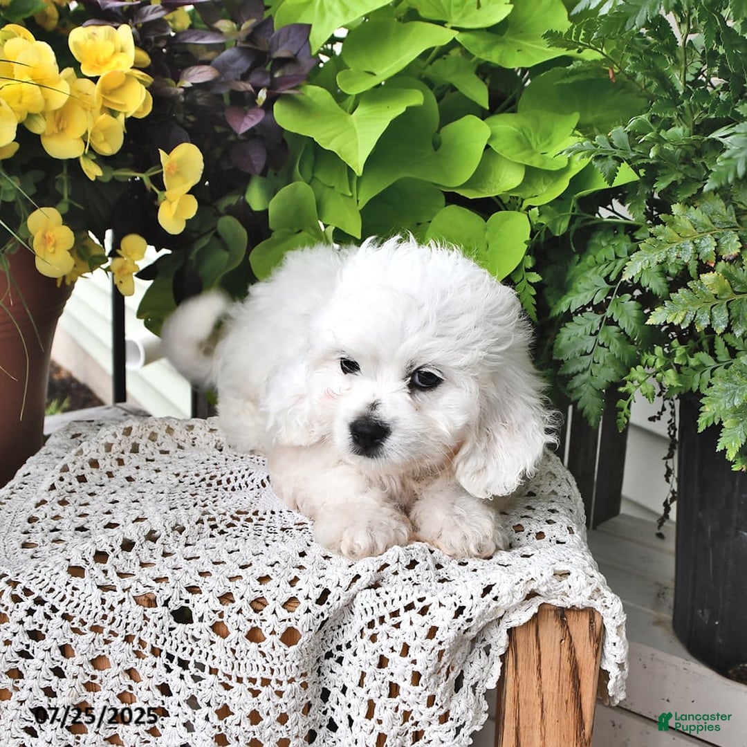 Cavachon dogs for sale: Charlie - Image 2