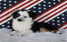 Miniature Australian Shepherd dogs for sale: Axel Toy - Image 36