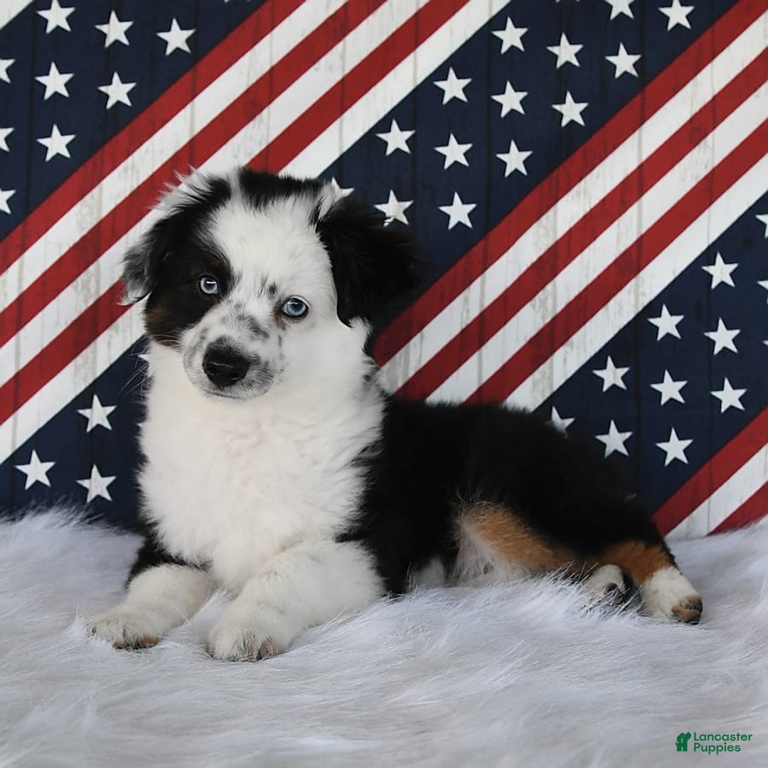 Miniature Australian Shepherd dogs for sale: Axel Toy - Image 36