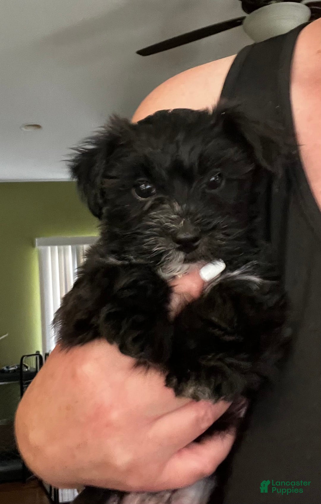 Morkie dogs for sale: Mr. Sleepy - Image 8