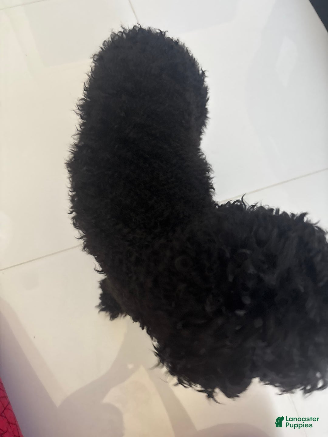 Miniature Poodle dogs for sale: Panchito - Image 1