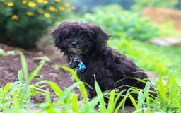 Yorkiepoo dogs for sale: Moses - Image 19