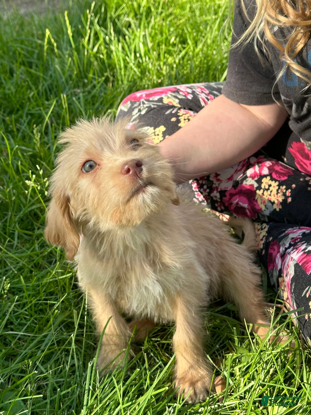 Labradoodle dogs for sale: Peaches - Image 1
