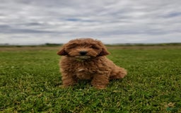 Mini Goldendoodle dogs for sale: Milo F1b - Image 14