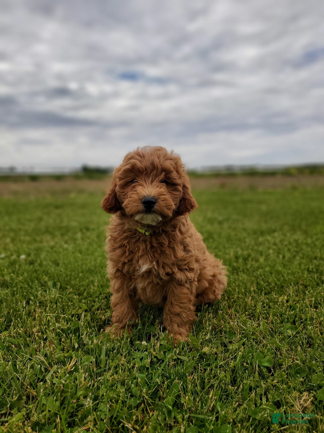 Mini Goldendoodle dogs for sale: Milo F1b - Image 14