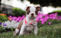 Boston Terrier dogs for sale: Sherry - Image 5