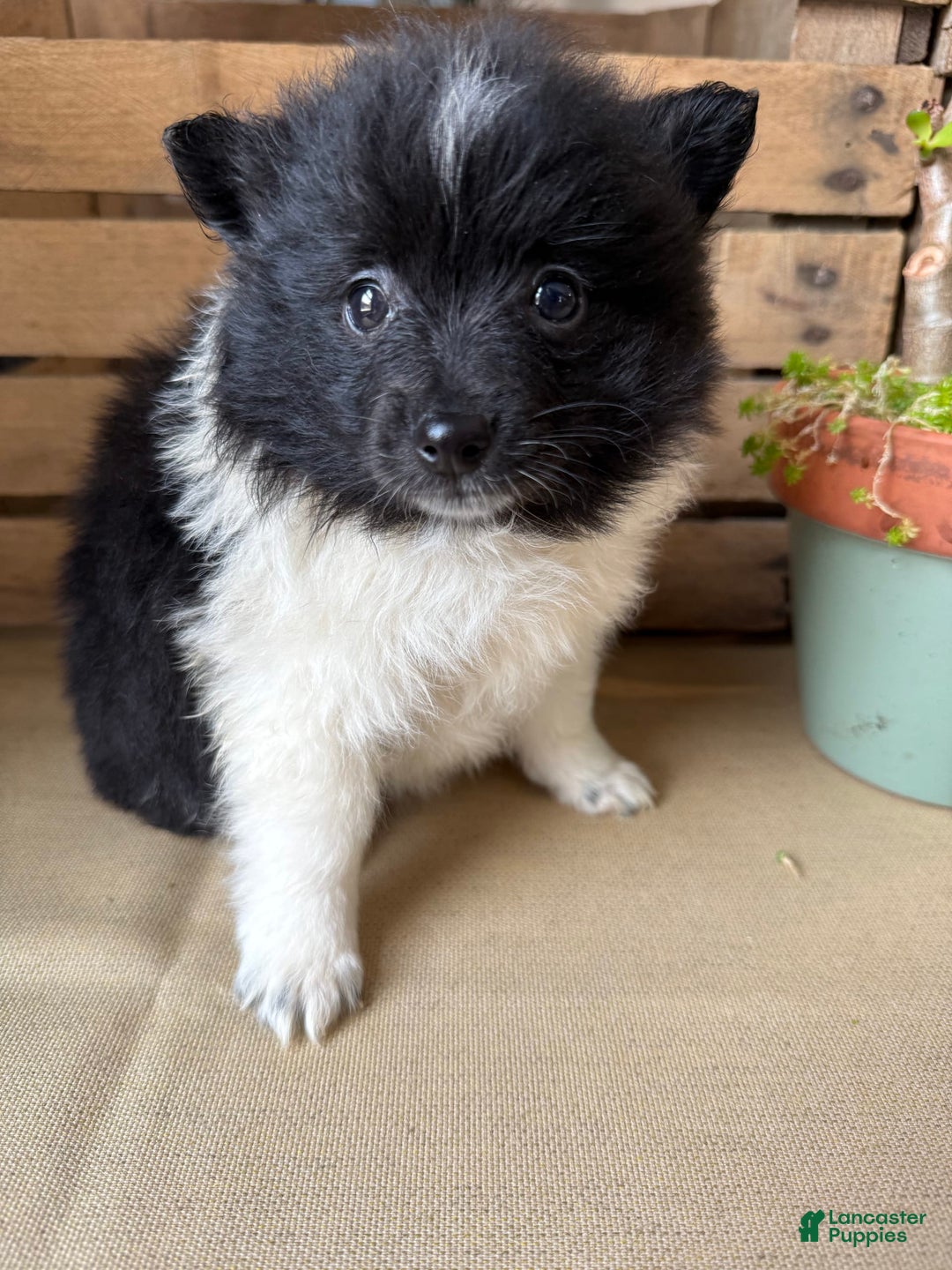 Pomeranian dogs for sale: Abby - Image 10