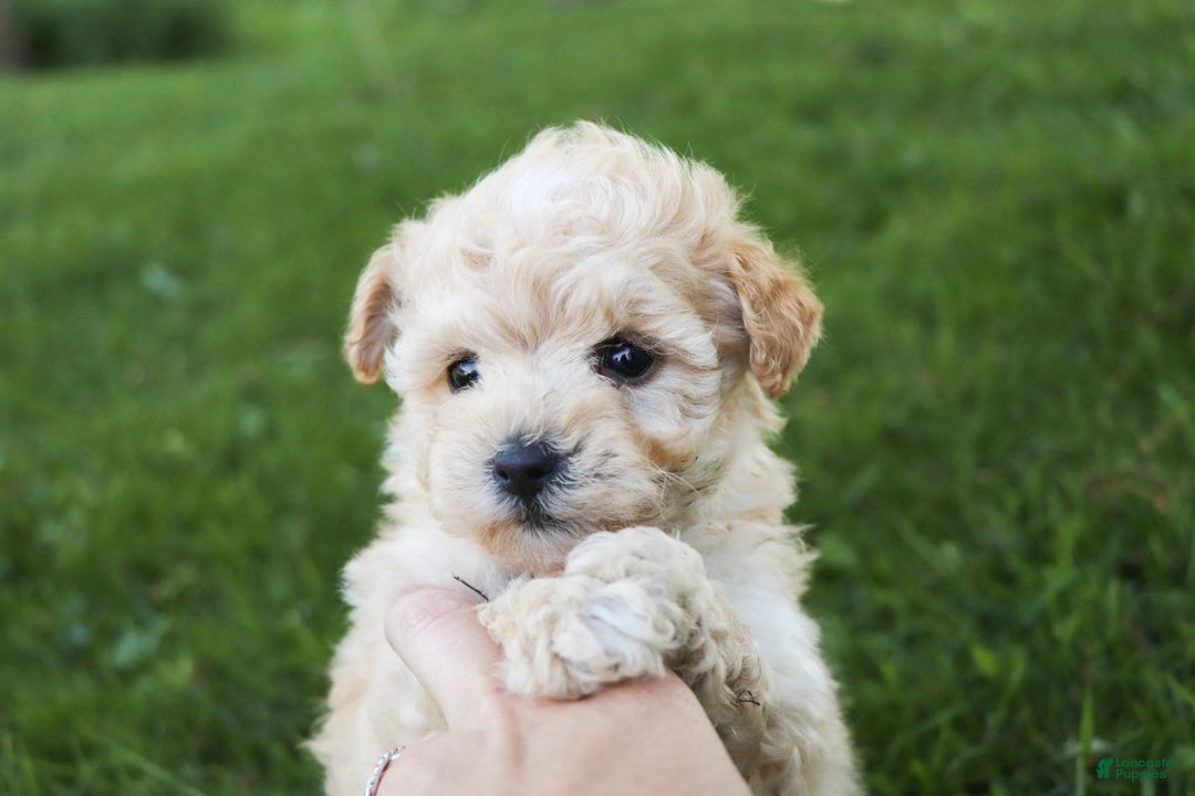 Havapoo dogs for sale: Miley - Image 6