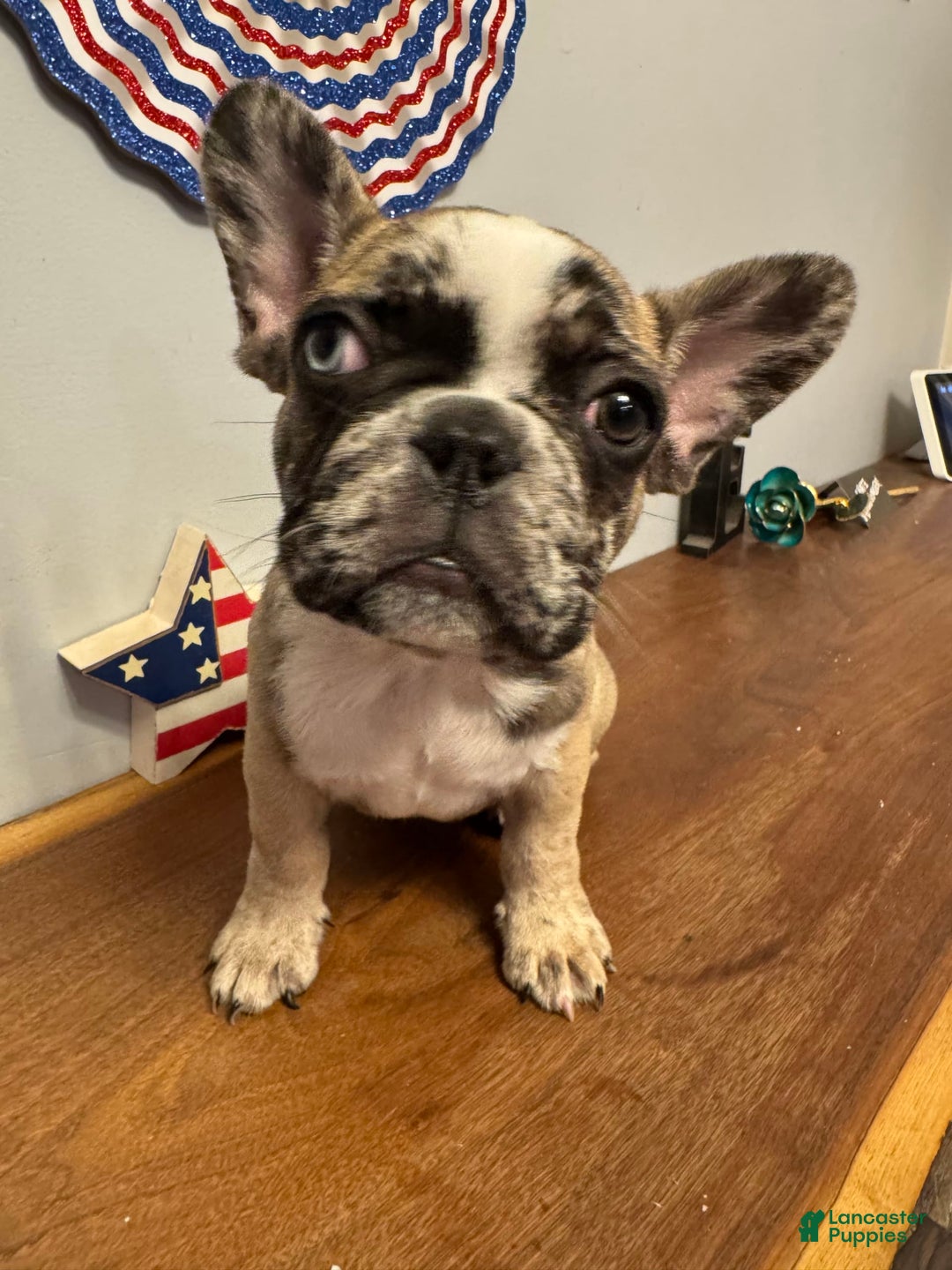 French Bulldog dogs for sale: Kevin - Image 2