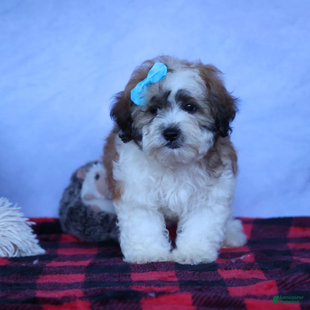Shihpoo dogs for sale: Hunter - Image 7