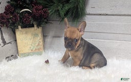 French Bulldog dogs for sale: Robo - Image 6