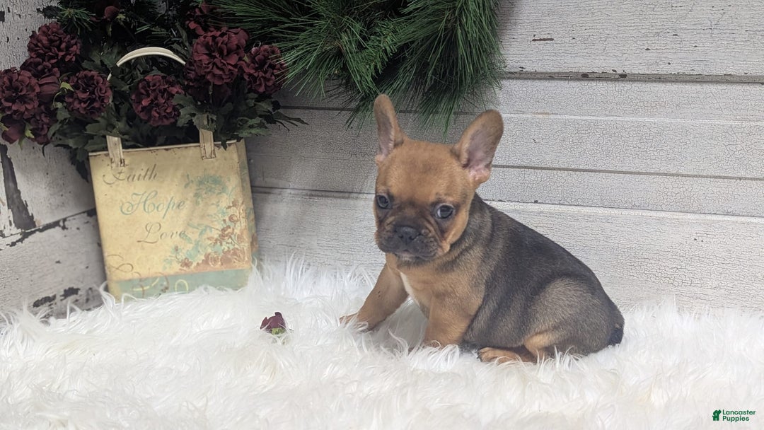 French Bulldog dogs for sale: Robo - Image 6