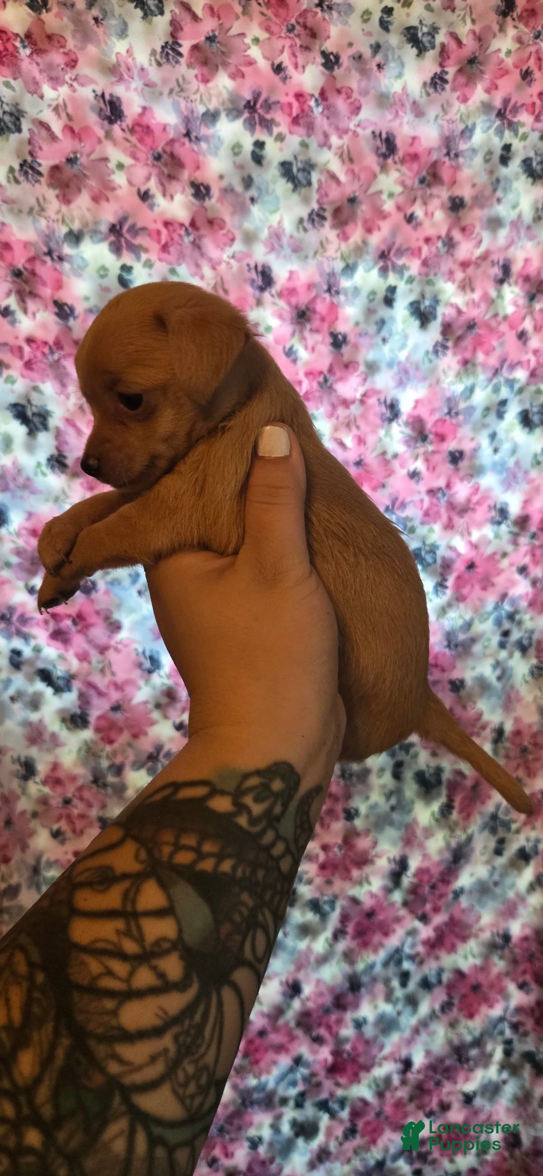 Chipoo dogs for sale: Hope - Image 1