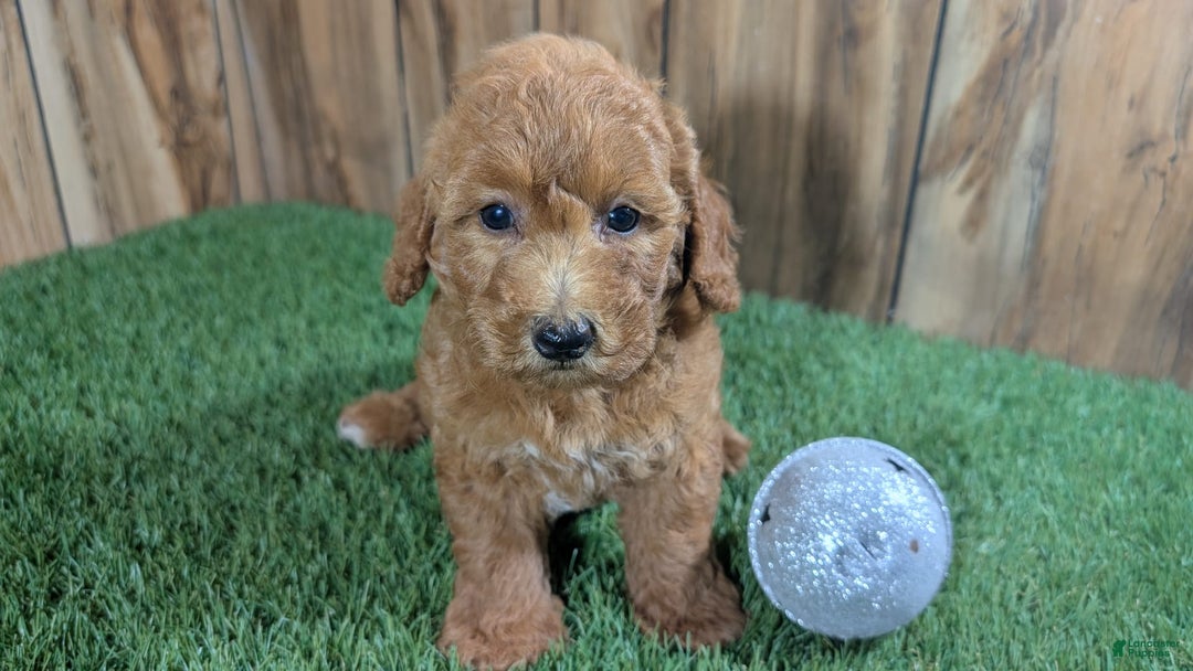 Miniature Poodle dogs for sale: Little Honey Girl 2 - Image 1