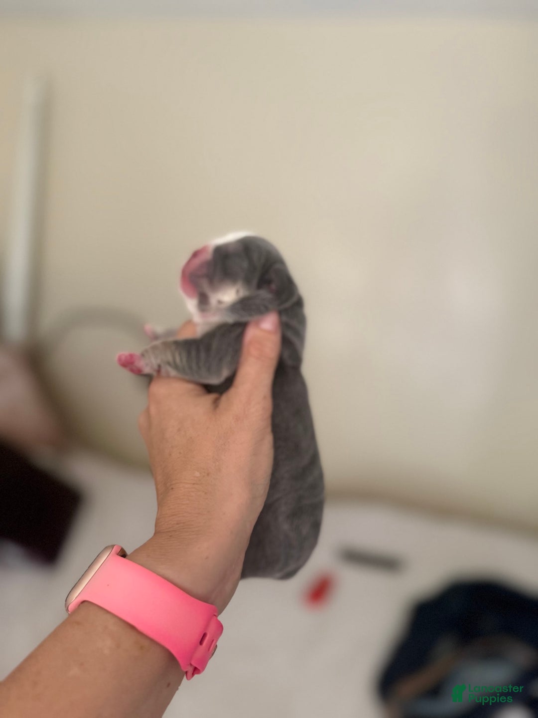 Olde English Bulldogge dogs for sale: Morticia - Image 3