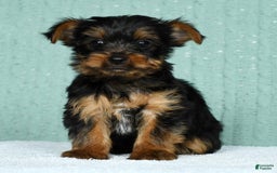 Yorkshire Terrier dogs for sale: Andy - Image 6