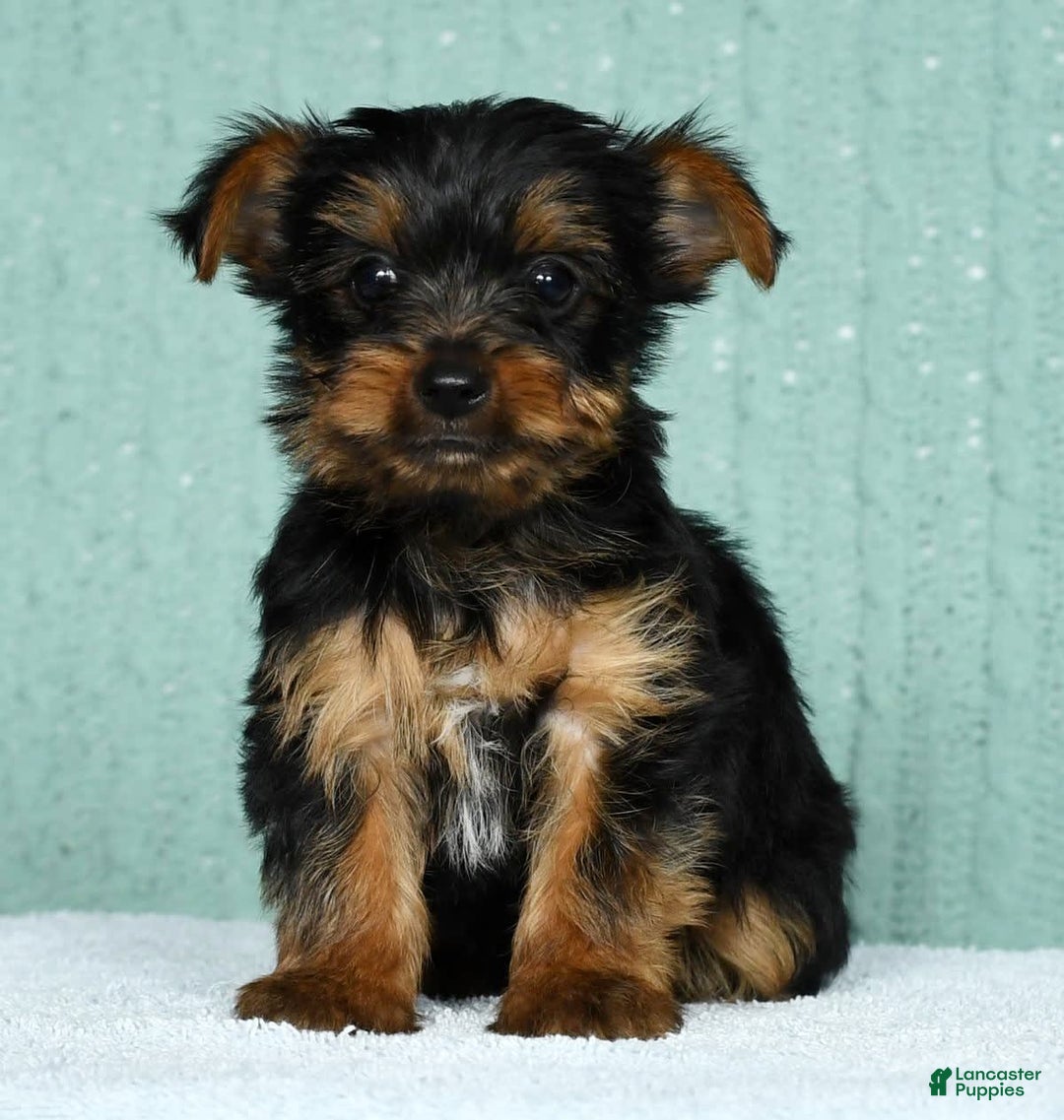 Yorkshire Terrier dogs for sale: Andy - Image 6