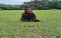 Doberman Pinscher dogs for sale: Nala - Image 3