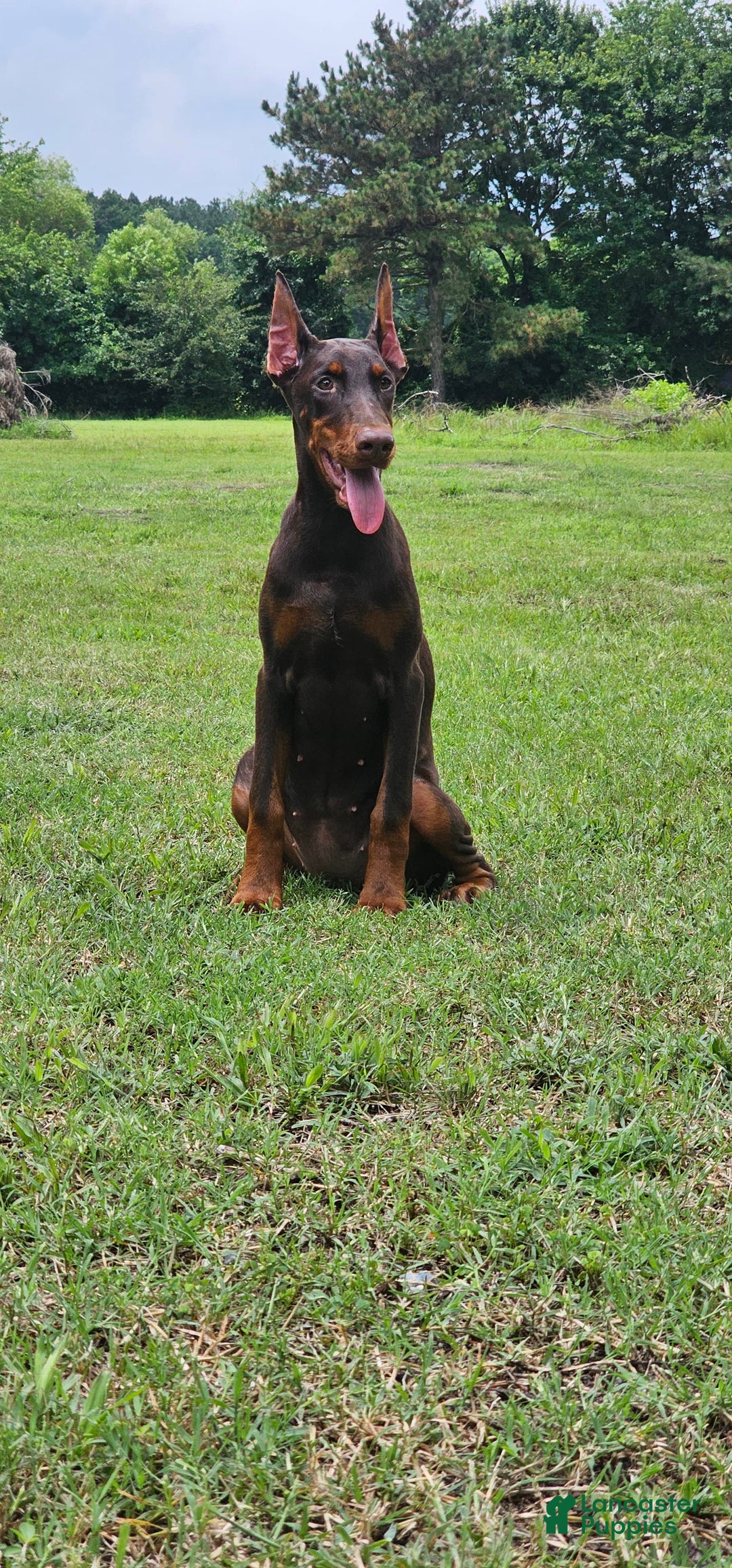 Doberman Pinscher dogs for sale: Nala - Image 3