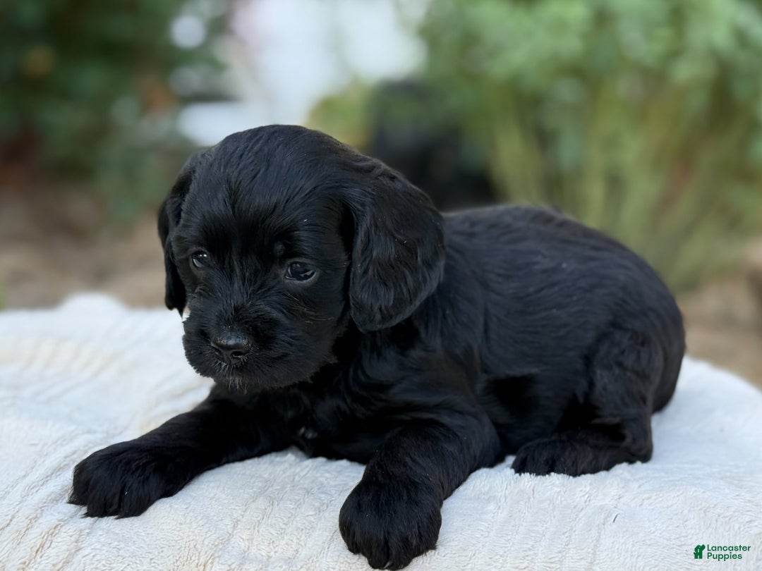 Cavapoo dogs for sale: Liam - Image 12
