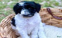Standard Poodle dogs for sale: Levi - Image 1