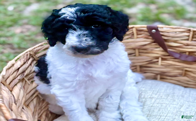Standard Poodle dogs for sale - Ad 1