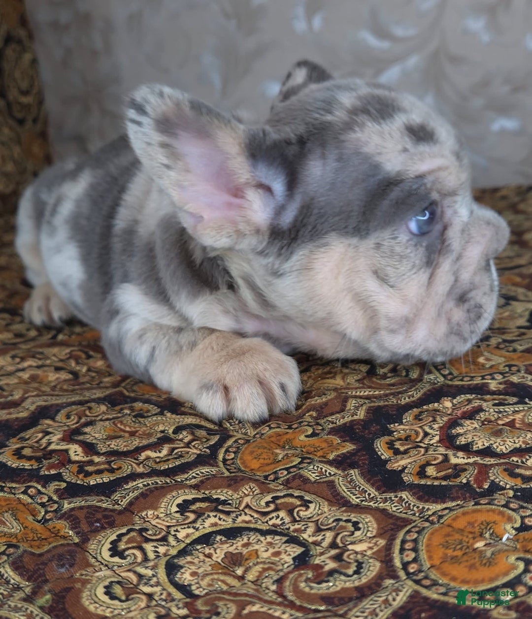 French Bulldog dogs for sale: Tae - Image 8