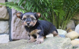 Yorkshire Terrier dogs for sale: Monica - Image 5