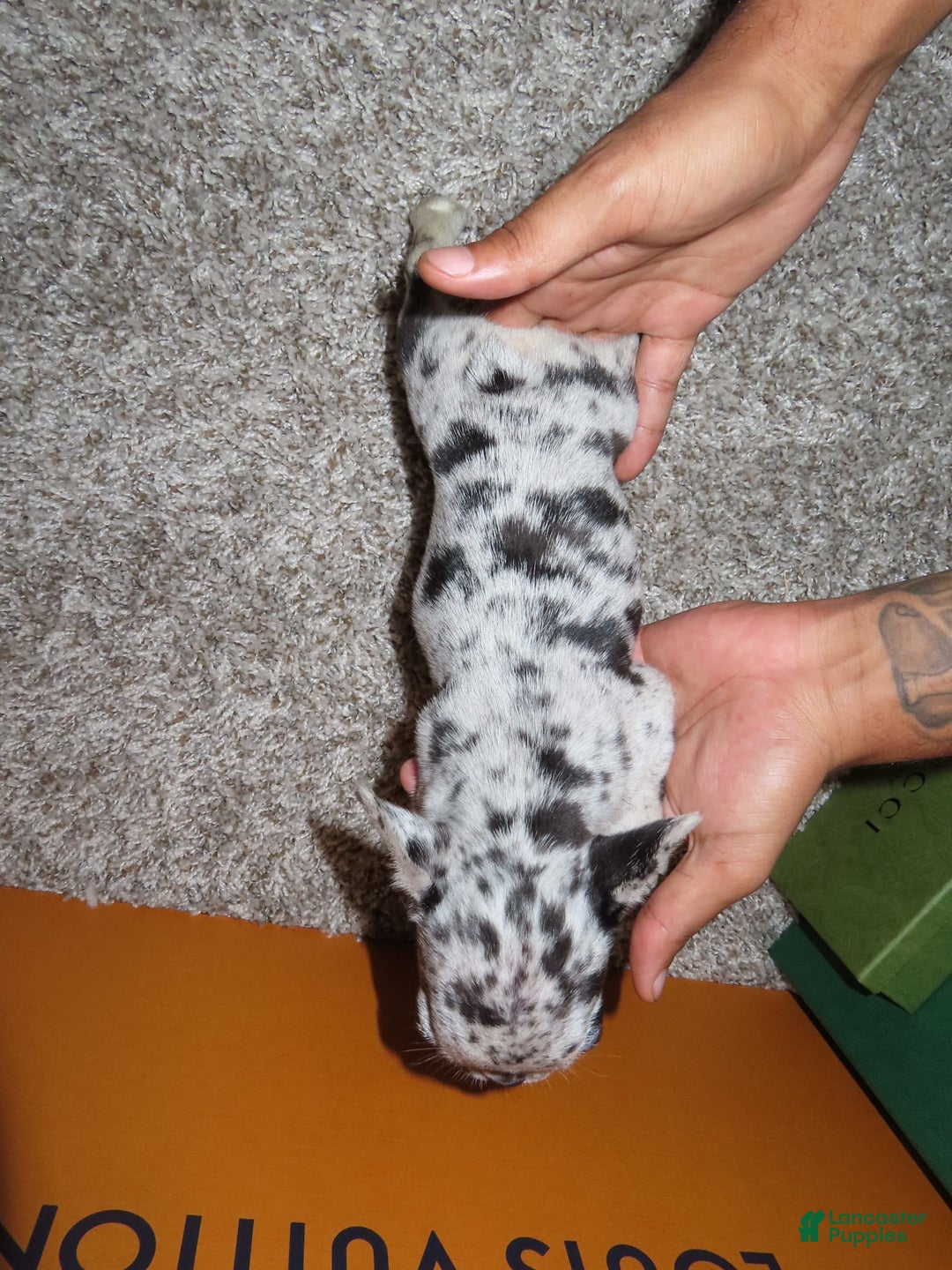 French Bulldog dogs for sale: Milkshake - Image 1