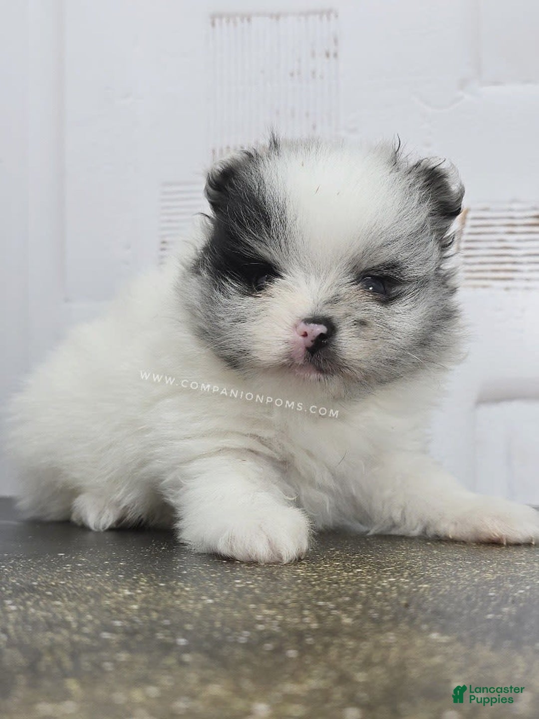Pomeranian dogs for sale: Blue Eye - Blue Merle - Extreme Parti - Listing for pets: Blue Eye - Blue Merle - Extreme Parti - Image 7