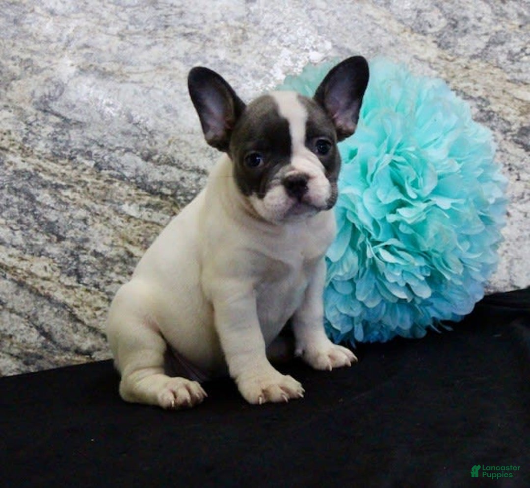 French Bulldog dogs for sale: Tina - Image 8