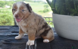 Australian Shepherd dogs for sale: Danny - Image 4