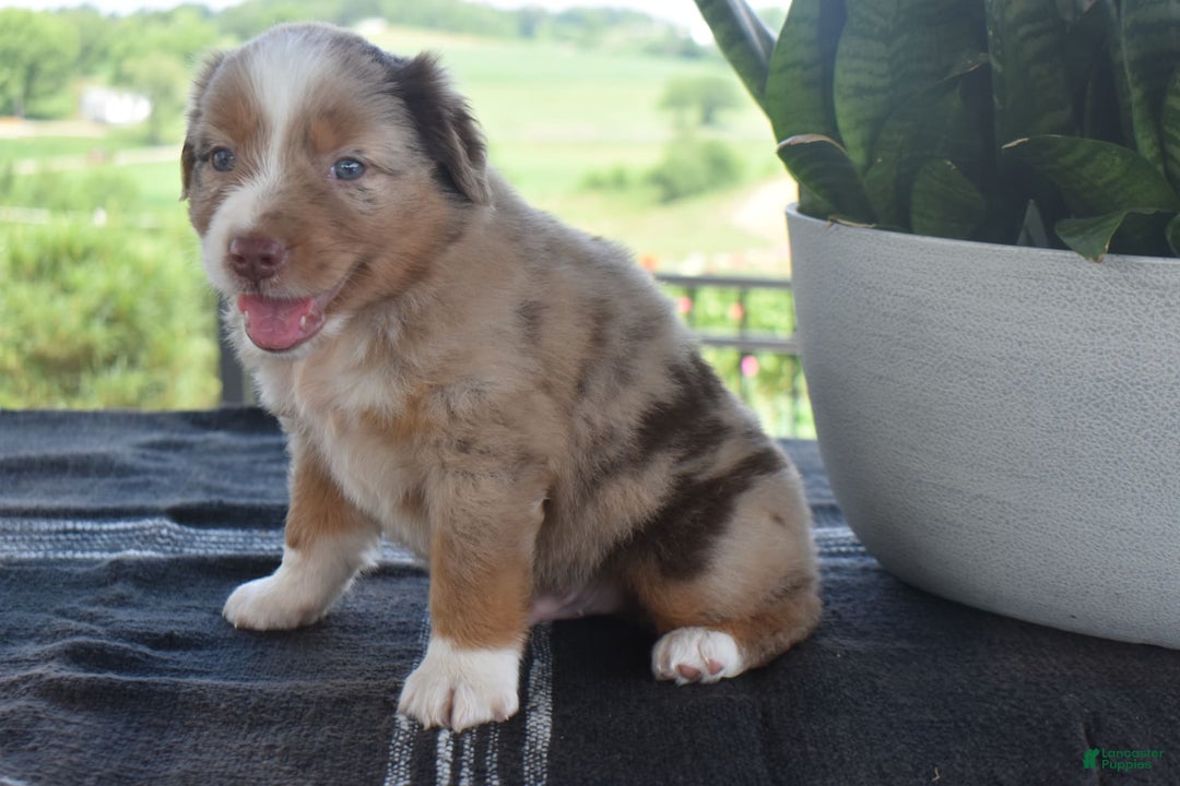 Australian Shepherd dogs for sale: Danny - Image 4